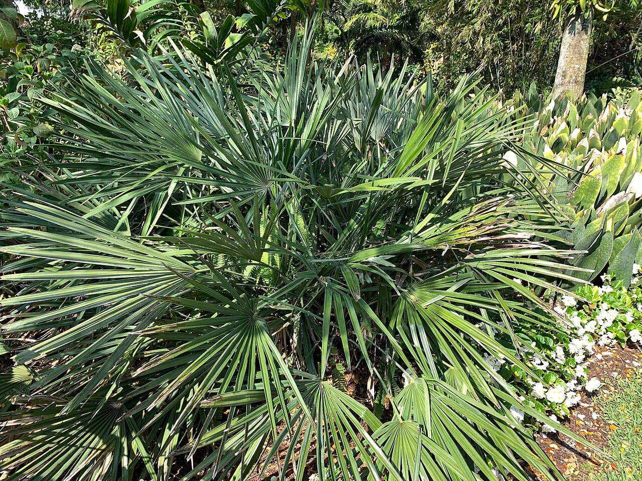 Needle Palm, Rhapidophyllum hystrix
