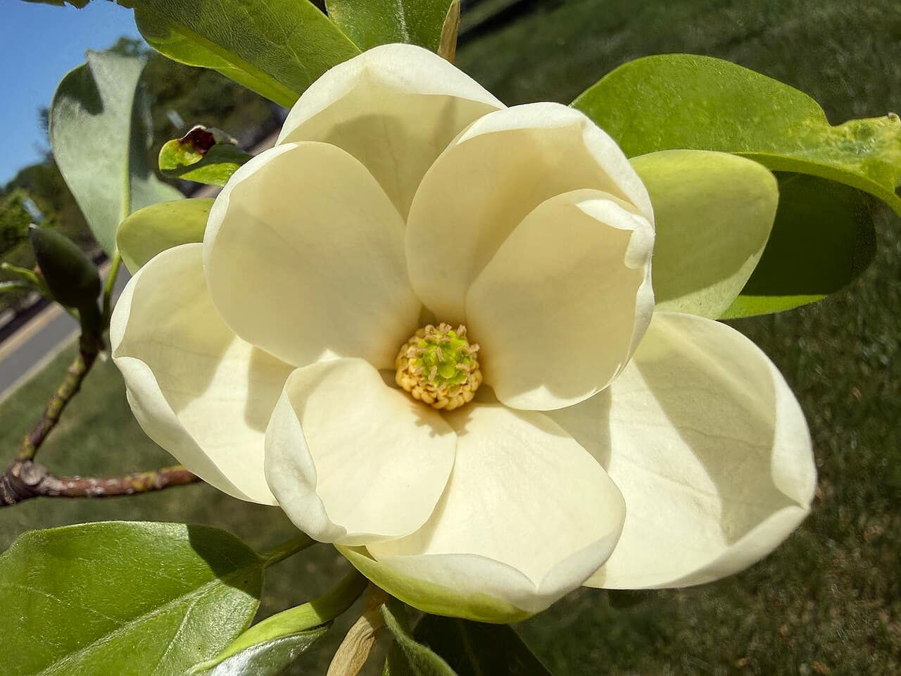 Sweetbay Magnolia, Magnolia virginiana